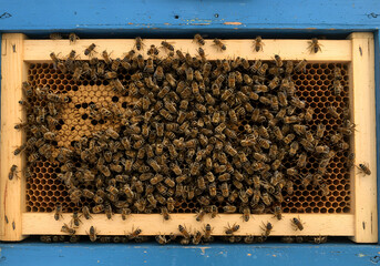 Bees on honeycomb frame closeup