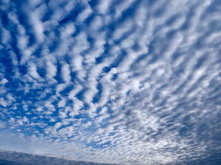 Fototapeta premium Wide Panorama of Rippled Altocumulus Clouds — Mackerel Sky Over Blue Horizon, Background