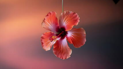 Hibiscus Bloom in Soft Focus: Captivating close-up view of a hibiscus flower with delicate, vibrant petals, set against a soft gradient backdrop, creating a tranquil and artistic ambiance.
