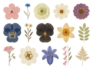 Obraz premium PNG Colorful pressed flowers collection, element set on transparent background