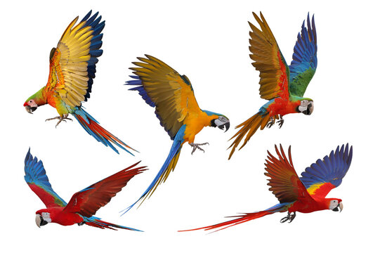 Collage of five macaw parrots isolated on transparent background png file	