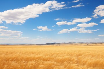 Obraz premium Golden wheat field under blue sky with clouds landscape