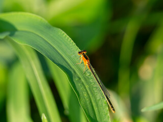 葉に止まるアオモンイトトンボのメス
