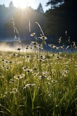 Obraz premium Sunlit meadow daisies glistening with morning dew grass