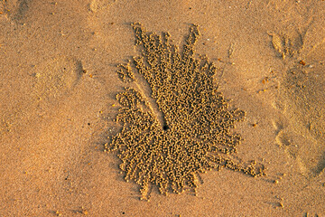 A distinctive leaf shaped hole that has formed in the soft sand on a beautiful beach