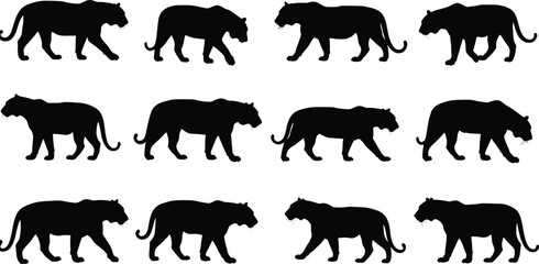 Set of wild panther silhouettes in walking poses, black big cat animal vector collection for wildlife nature illustration and design