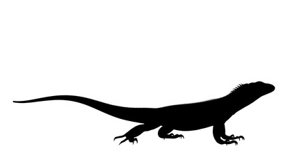 Silhouette of a lizard, reptilian siluet on a white background, isolated animal illustration