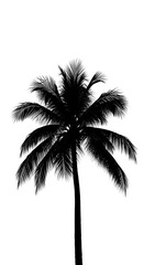 A striking silhouette of a tall palm tree with its fronds spread wide against a stark white background.