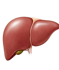 Fototapeta premium Detailed illustration of a healthy human liver and gallbladder, a vital organ in human anatomy and biology