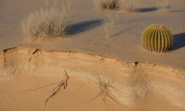 Golden barrel cactus and dry grass in arid desert landscape with exposed sandy soil layers - Powered by Adobe
