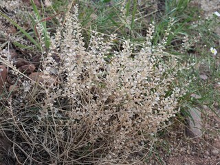 Dried Peppergrass Seed Pods on Colorado Trail, South Mesa, Boulder