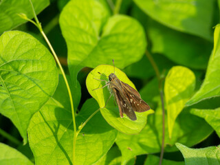 葉に止まるイチモンジセセリ
