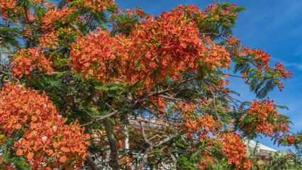A beautiful flowering tree Delonix regia. Bright red-orange inflorescences and green leaves against a blue sky. Cuba.