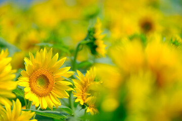 ひまわり　向日葵