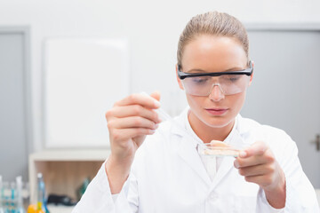 Female lab technician wearing lab coat dispensing liquid with pipette into petri dish at bench