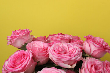 pink rose on a yellow background
