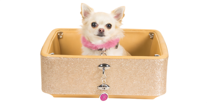 Cream chihuahua in glittery pink collar purse isolated on a transparent background