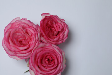 Pink rose with gift on white background
