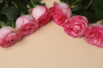 Pink rose with gift on beige background
