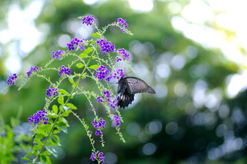 デュランタにナガサキアゲハ