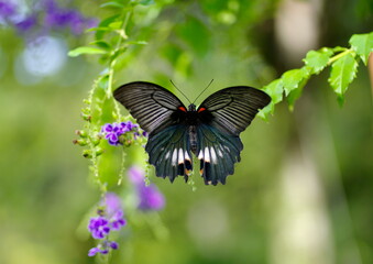 デュランタにナガサキアゲハ
