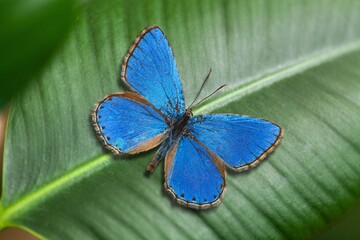 Beautiful bright wild Butterfly at green nature
