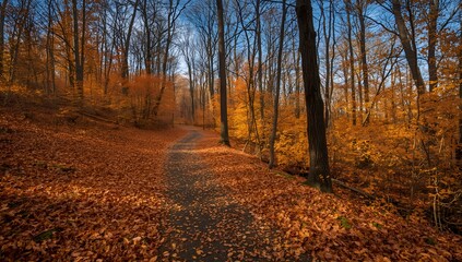 Naklejka premium path in autumn forest