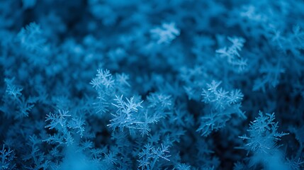 Close-up macro photograph of delicate, intricate snowflakes falling against a dark, moody blue background, capturing the ephemeral beauty of winter