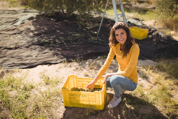 Mid adult woman kneeling under olive trees sorting olives into yellow crate near ladder, copy space