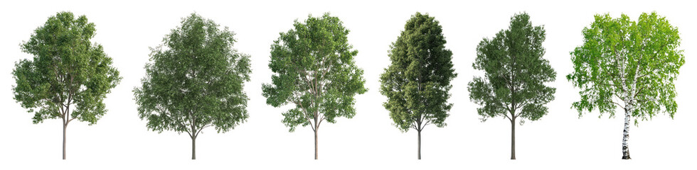 Fototapeta premium Variety of lush trees