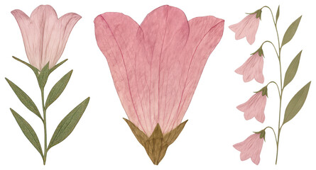 Delicate pink floral illustrations