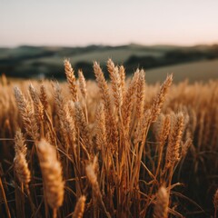 Golden wheat spikes stand tall in a sunlit field, with a soft-focus background of rolling hills at sunset