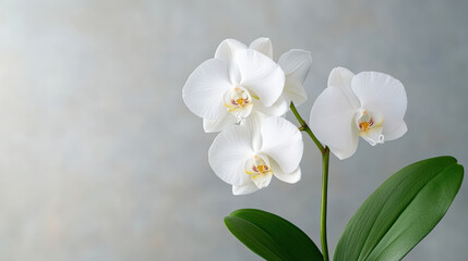 Fototapeta premium Elegant white orchid flowers bloom gracefully, showcasing delicate petals and vibrant details