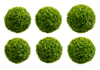 Six green bushes, isolated on a transparent background, PNG