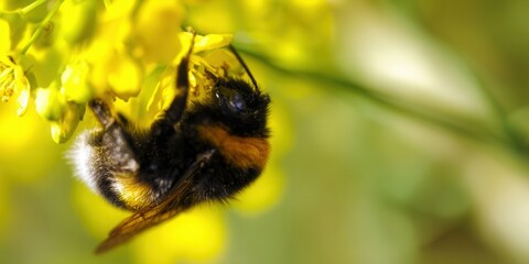 A bumblebee diligently gathers nectar from a bright yellow flower in a sunny garden.