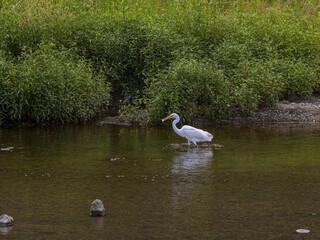 魚を捕食した猪名川のダイサギ