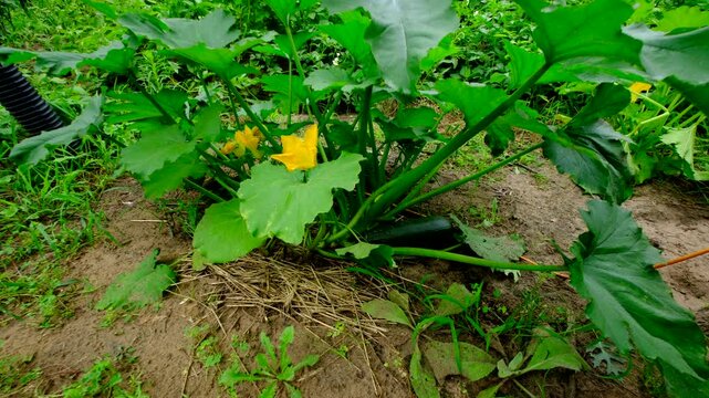 Blooming zucchini plant growing in sand rich soil and moving camera closer toward its fruit resting on ground ready to be harvested