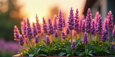 Obraz premium Lavender flowers in full bloom in a garden pot with vibrant purple spikes and lush green leaves at golden sunset outdoors