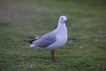 bird60