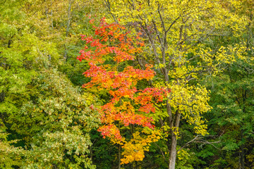 Bright autumn tree with red and yellow leaves
