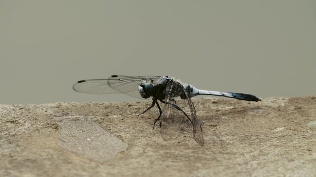 Tokyo, Japan - September 10, 2025: Closeup of  Anax parthenope julius Brauer or Lesser Emperor
