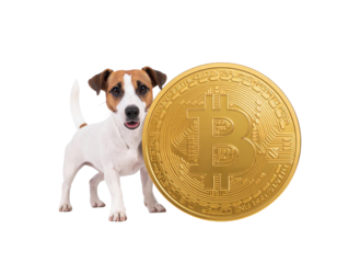 A playful dog stands next to a large golden Bitcoin, symbolizing the intersection of pets and cryptocurrency.