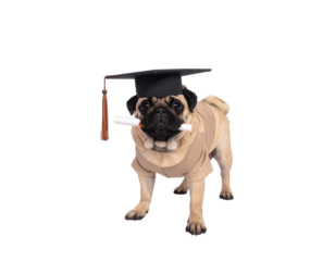 A pug wearing a graduation cap and gown holds a diploma in its mouth, exuding a playful, academic charm.