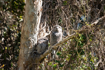 Tawny frogmouth owls in a tree