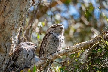 Tawny frogmouth owls in a tree