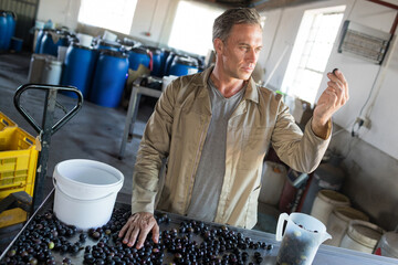 Mature man inspecting dark purple fruits at stainless steel sorting table in processing shed