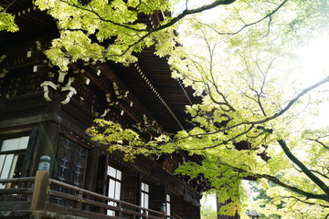 木々の緑があふれる京都の寺院の境内