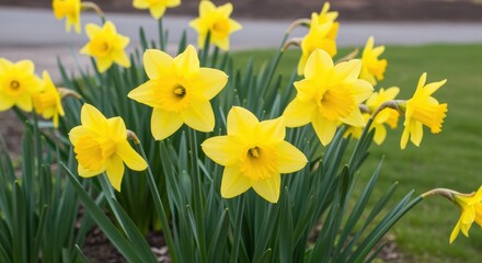Obraz premium Golden Daffodils: A vibrant cluster of golden daffodils, their trumpet-shaped blossoms and lush green leaves heralding the arrival of spring with joyous abundance.