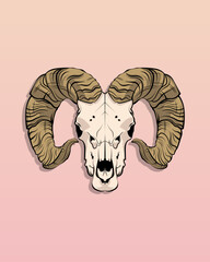 Mountain goat skull, flat vector a soft pink background