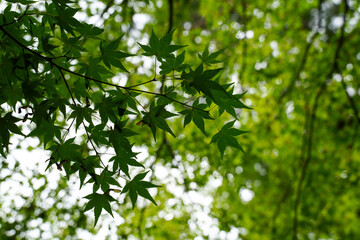 Obraz premium 楓の緑に覆われる京都の寺院の庭園